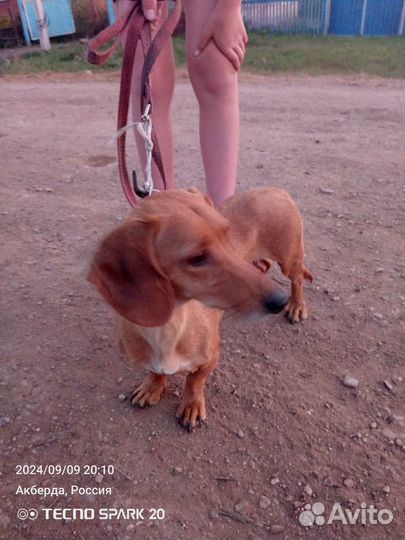 Щенки таксы