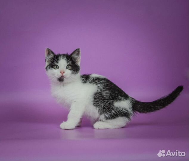 Чёрно-белый котёнок Митрофан (3 мес)