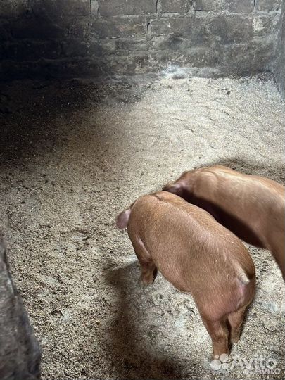 Чистопородные поросята. 