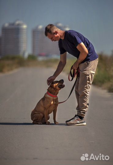 Передержка собак, воспитание с проживанием