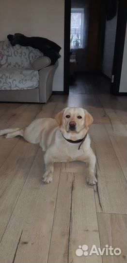 Щенки лабрадора