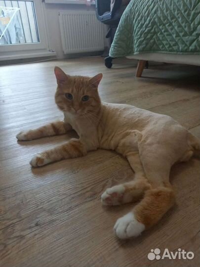 Стрижка кошек с выездом на дом