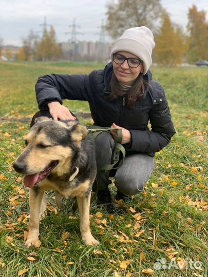 Собака Авель