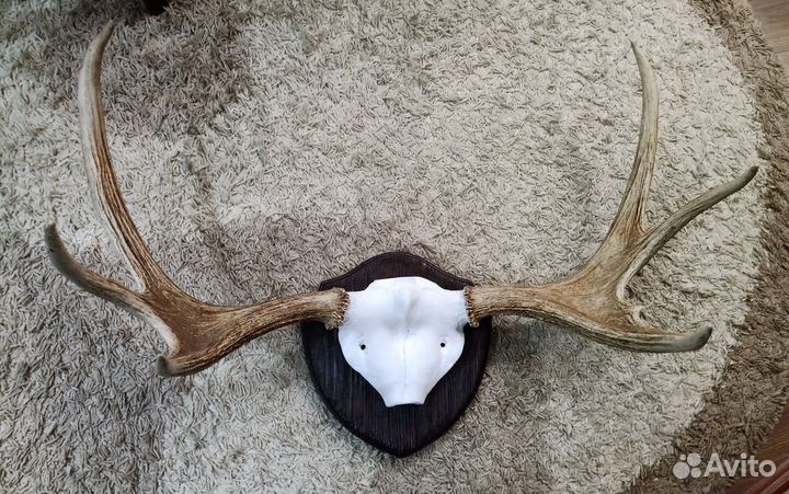 Рога на медальёне