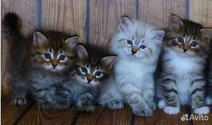 Сибирские котята, доставка на дом