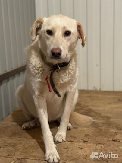 Собака в добрые руки