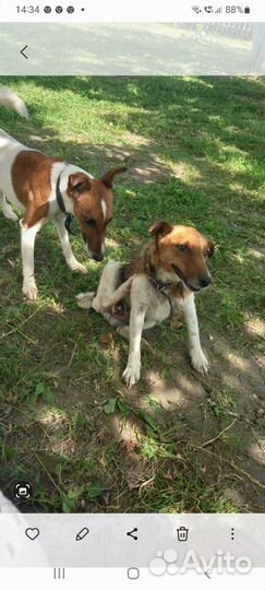 Барсучий жир от охотника