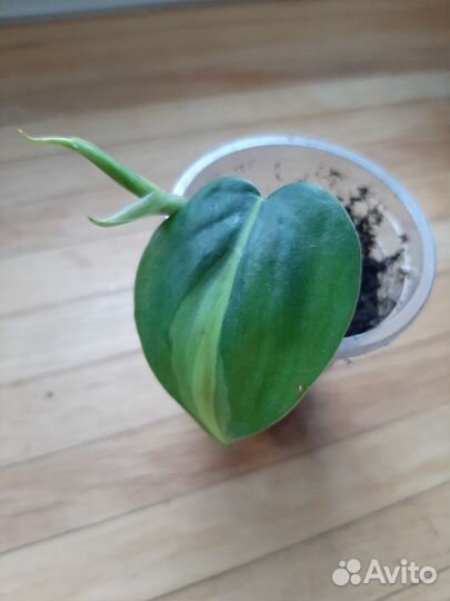 Филаденрон