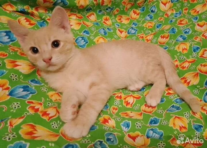 Рыжий котик 3 месяца