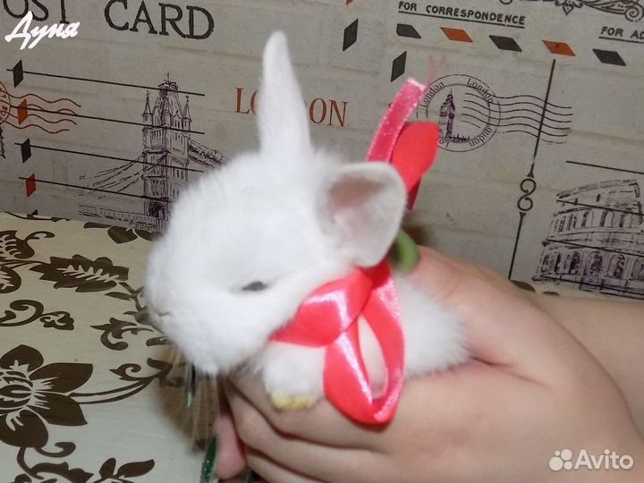 Крольчонок девочка Карликовый гермелин