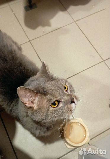 Отдам котика