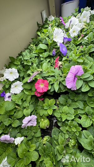 Петунья изи вэйв партнер