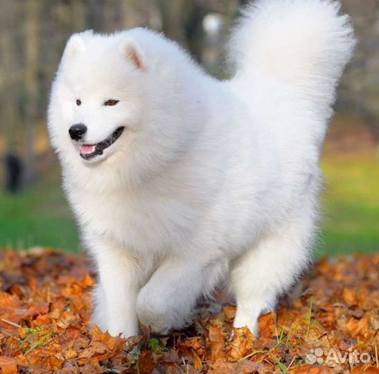 Носки из собачьей шерсти