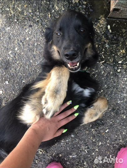 Собака из приюта ищет дом