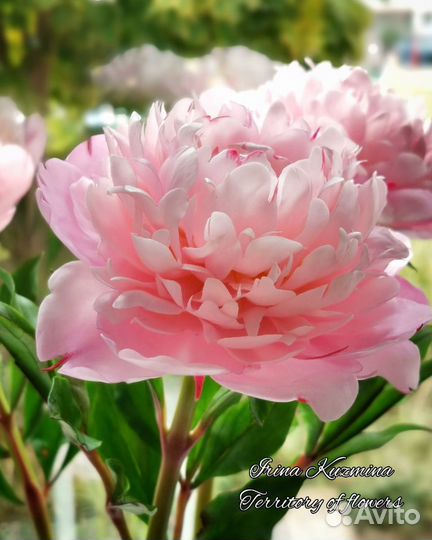 Пион. Полимерная глина. Ручная работа