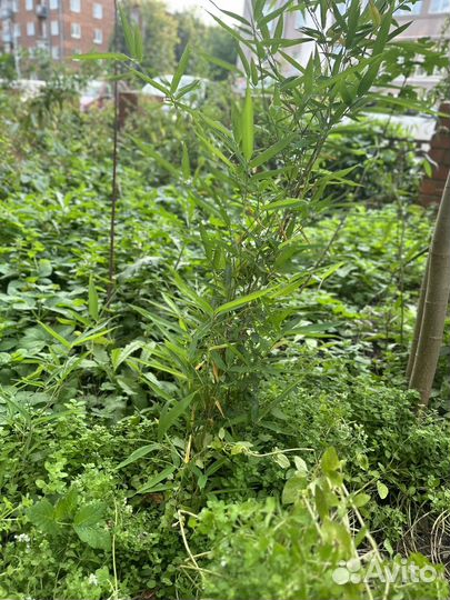 Бамбук морозостойкий (листоколосник)