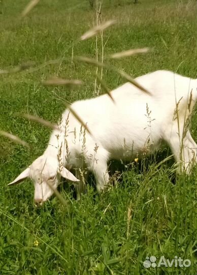 Продам коз