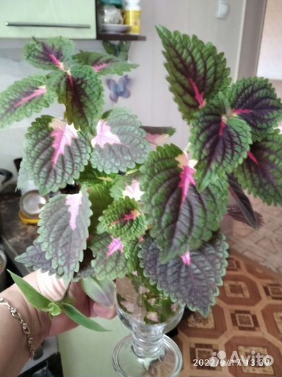 Цветок Калеус 50р