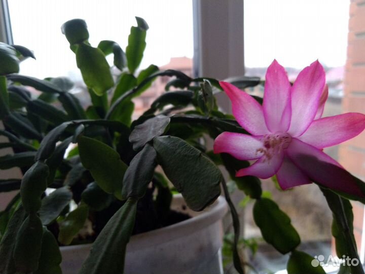 Декабрист Шлюмбергера розово-белый