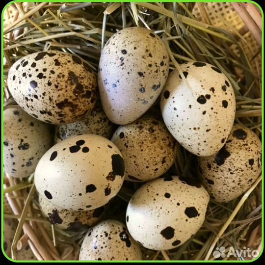 Яйца перепелиные домашние