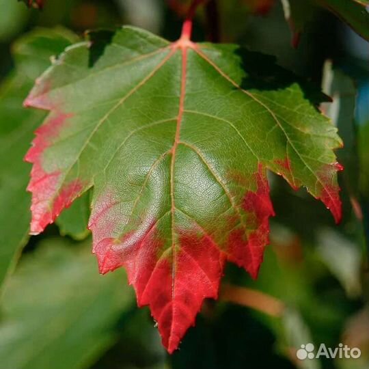 Семена клена красного Рубрум