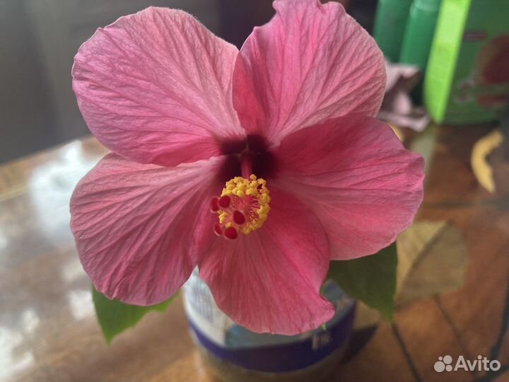 Гибискус китайская роза белая, розовая