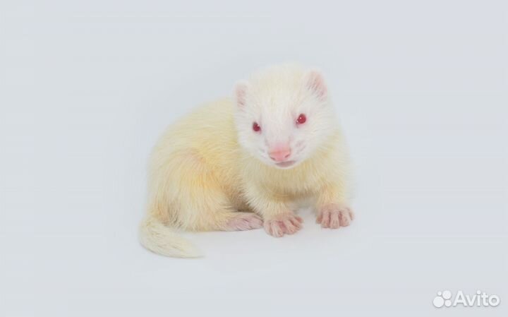 Хорьки домашние. Редкие окрасы