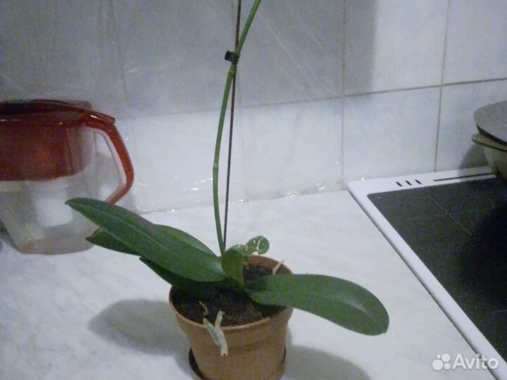 Орхидея фаленопсис