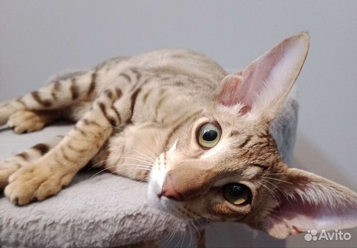 Ориентальные котята