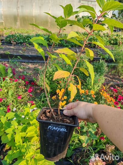 Гортензия саженцы