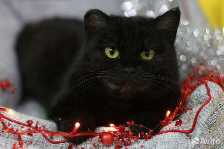 Черная кошка в поиске дома