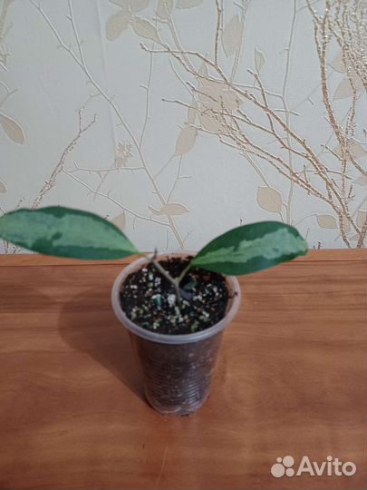 Комнатные растения