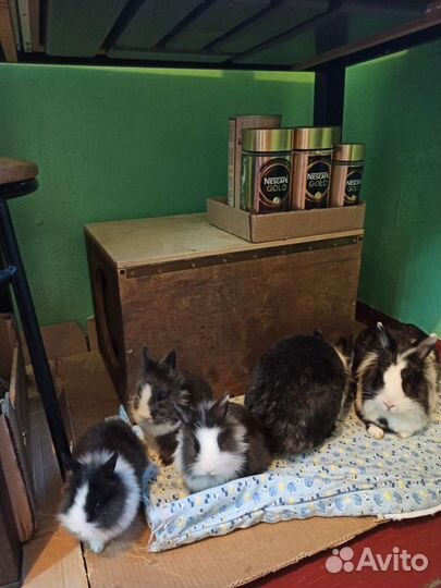 Кролики львиноголовики 3 малыша