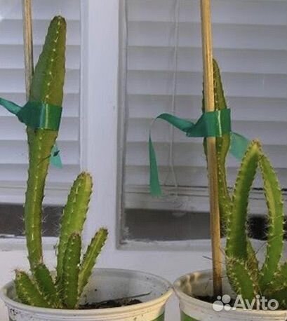 Кактус питахайя