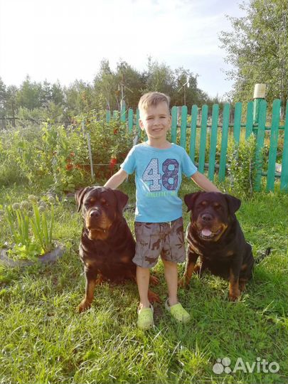 Дрессировка. Воспитание щенка