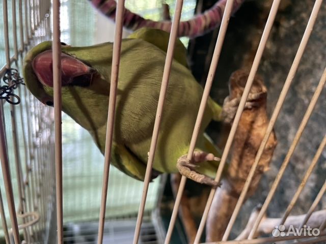 Ожереловый попугай