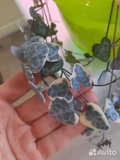 Церопегия вуда вариегатная