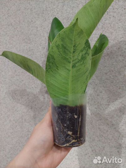 Фикус шривериана