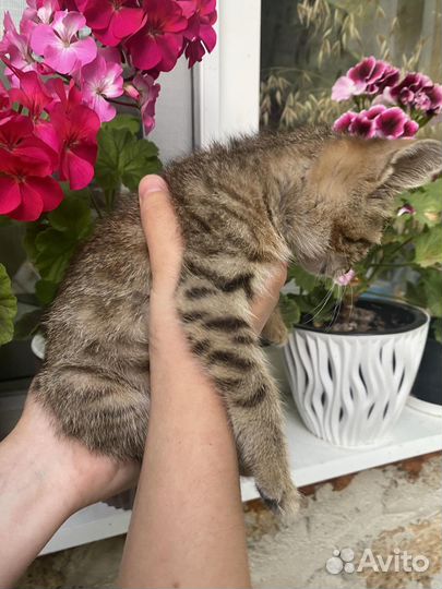 Котенок в добрые руки