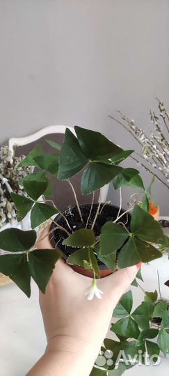 Кислица оксалис