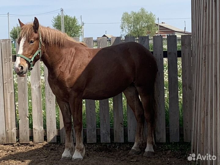 Кобыла Русский тяжеловоз