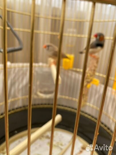 Клетка для птиц