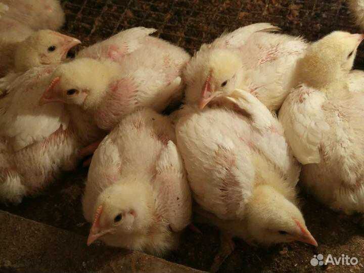 Цыплята бройлер Кобб 500, несушки