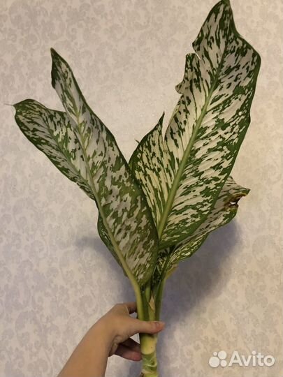 Диффенбахия