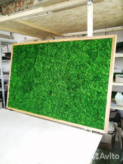 Мох стабилизированный оптом и в розницу