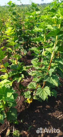 Саженцы плодовых деревьев, ягодных кустарников