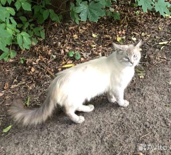 Тайский голубоглазый котик