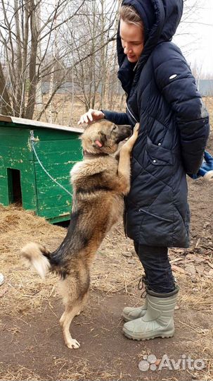 Очаровашка из приюта