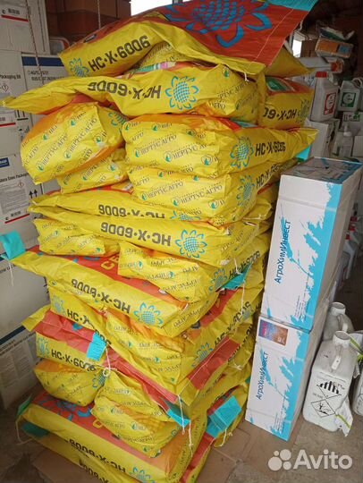 Семена подсолнечника