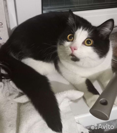 Котенок девочка 7 месяцев